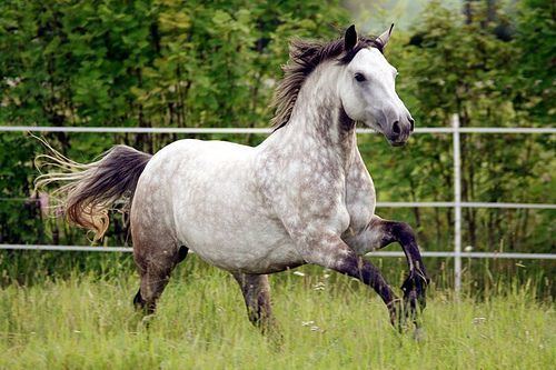 Connemara pony Connemara Pony Info Origin History Pictures Horse Breeds