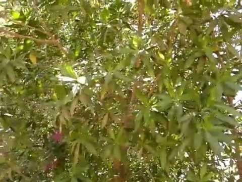 Conocarpus Conocarpus lancifolius Male Tree Rare unusual exotic hardy seeds