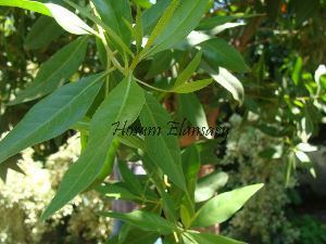 Conocarpus BOLD Systems Taxonomy Browser Conocarpus genus
