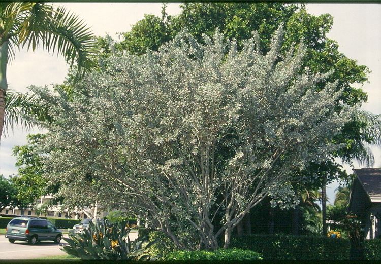Conocarpus Conocarpus tree Weeds and Seeds