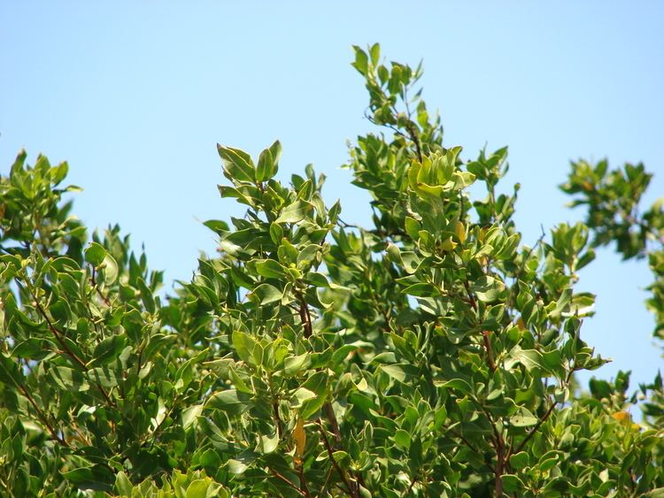 Conocarpus FileStarr 0704046627 Conocarpus erectusjpg Wikimedia Commons