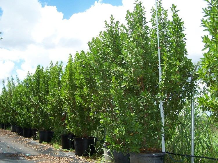 Conocarpus erectus CONOCARPUS ERECTUS BUSH Treeworld Wholesale