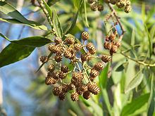 Conocarpus lancifolius httpsuploadwikimediaorgwikipediacommonsthu
