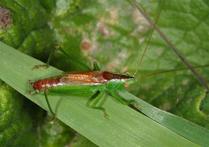 Conocephalus European locusts and their ecology Conocephalus dorsalis