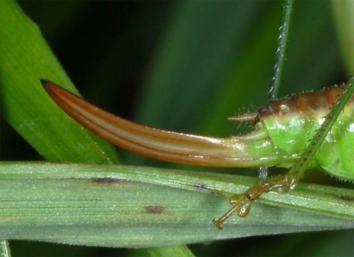 Conocephalus European locusts and their ecology Conocephalus dorsalis