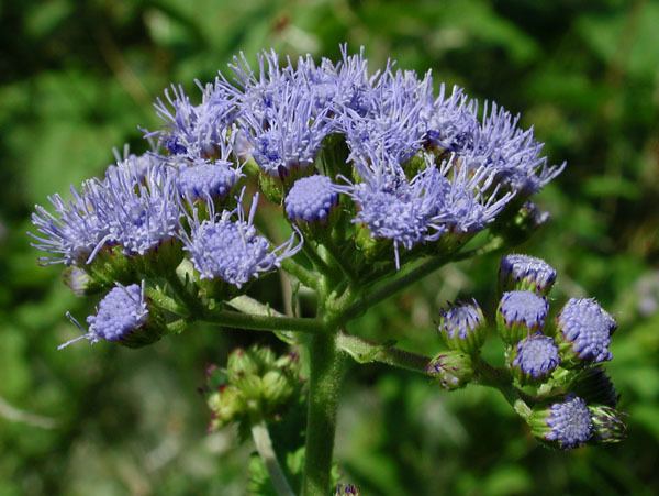 Conoclinium Conoclinium coelestinum Blue mistflower Discover Life