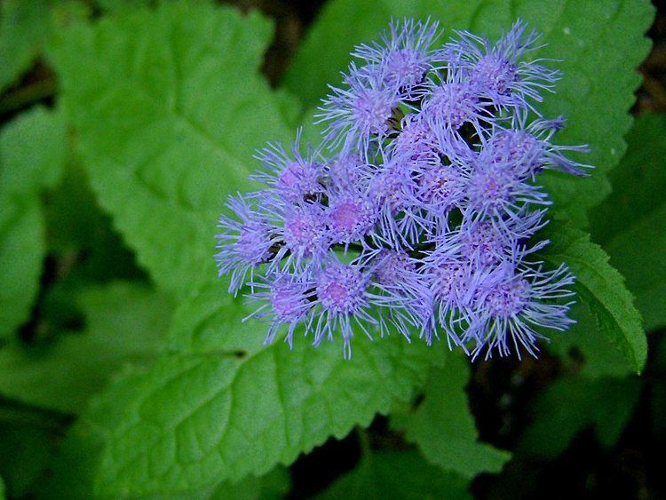 Conoclinium Mistflower Conoclinium coelestinum Flora Pittsburghensis