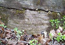 Conococheague Formation httpsuploadwikimediaorgwikipediacommonsthu