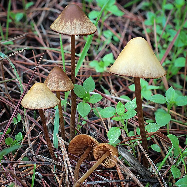 Conocybe California Fungi Conocybe tenera