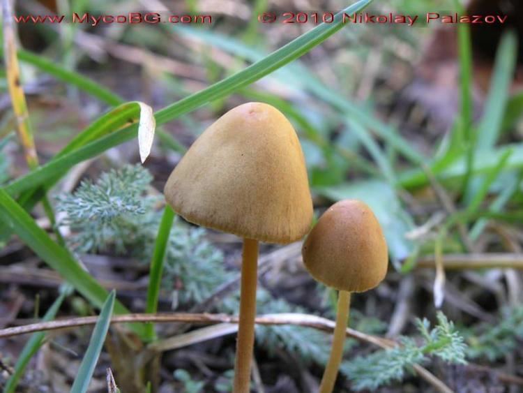 Conocybe tenera Conocybe tenera Schaeff Fayod Mushrooms in Bulgaria