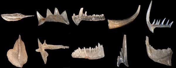 Conodont NaturePlus Curator of Micropalaeontology39s blog Conodonts the