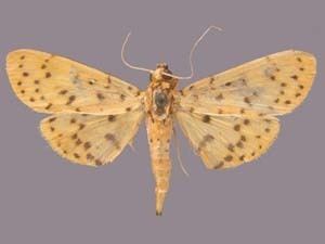 Conogethes punctiferalis Moth Photographers Group Conogethes punctiferalis 19145