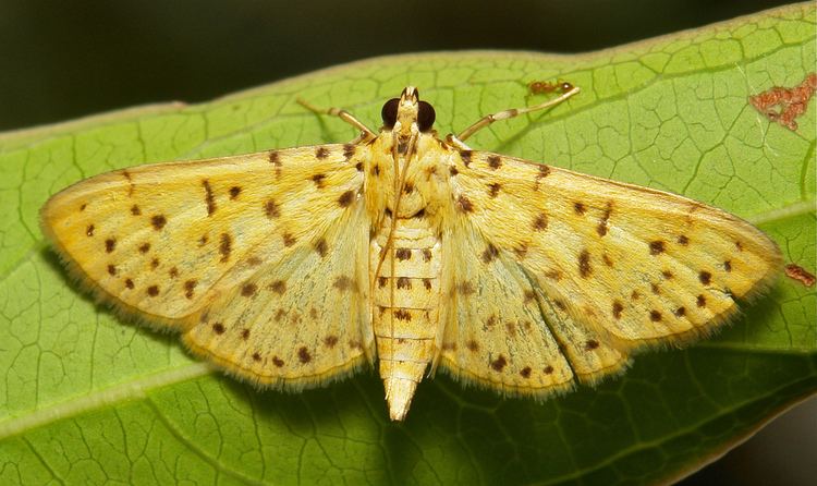 Conogethes punctiferalis Yellow Peach Moth Conogethes Dichocrocis punctiferalis Flickr
