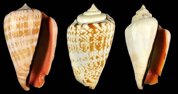 Conomurex luhuanus Gastropoda Stromboidea Species Conomurex Luhuanus