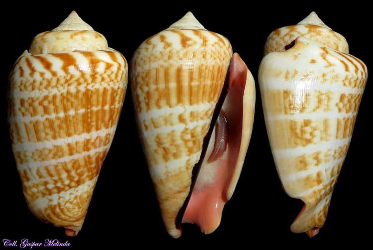 Conomurex luhuanus Gastropoda Stromboidea Geography Japan