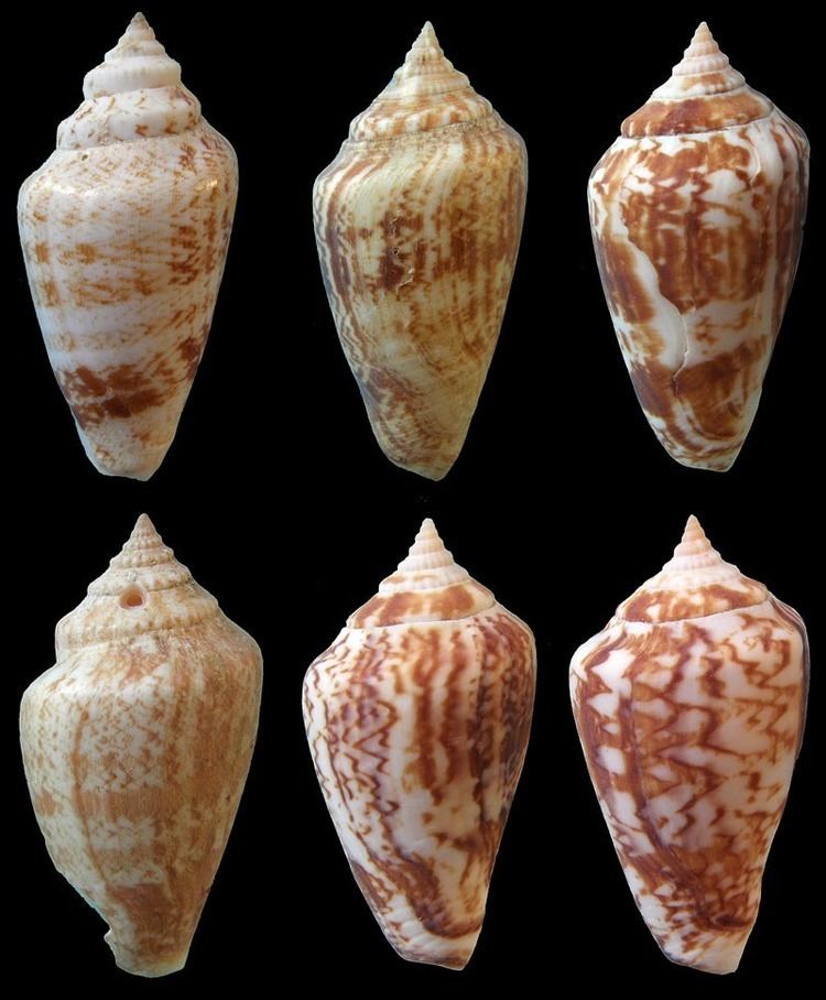 Conomurex persicus Gastropoda Stromboidea Species Conomurex Persicus