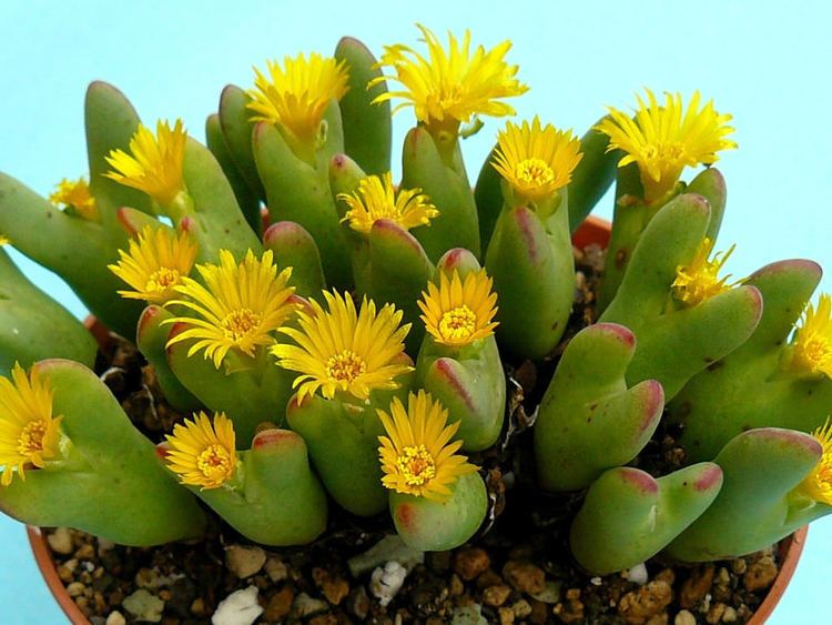 Conophytum How to Grow and Care for Conophytum World of Succulents