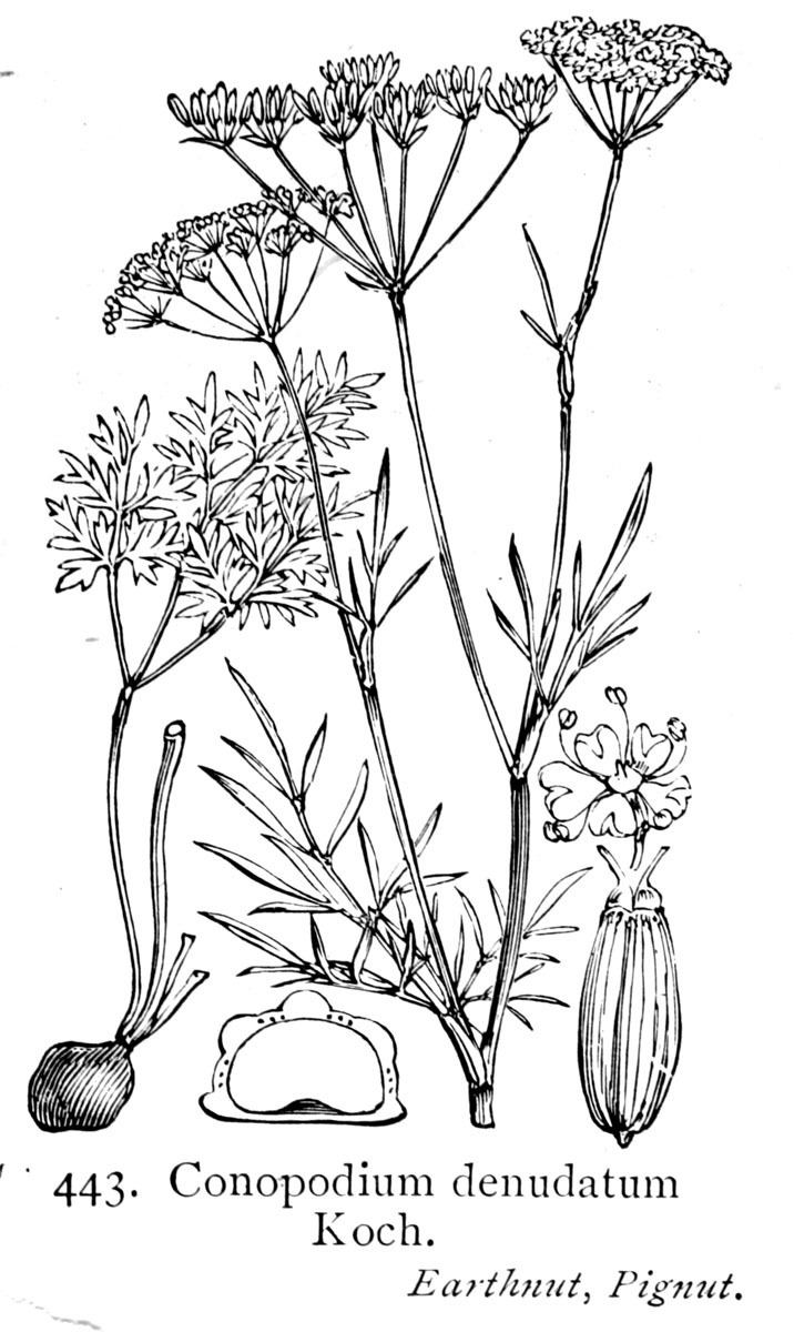 Conopodium majus httpsuploadwikimediaorgwikipediacommonsee