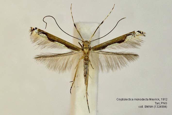 Conopomorpha cramerella Papua Insects Foundation LepidopteraGracillariidae