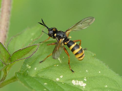 Conops quadrifasciatus Dipterainfo Photo Albums Conops quadrifasciatus 1