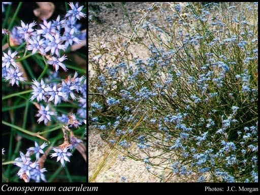 Conospermum caeruleum httpsflorabasedpawwagovausciencetimage18