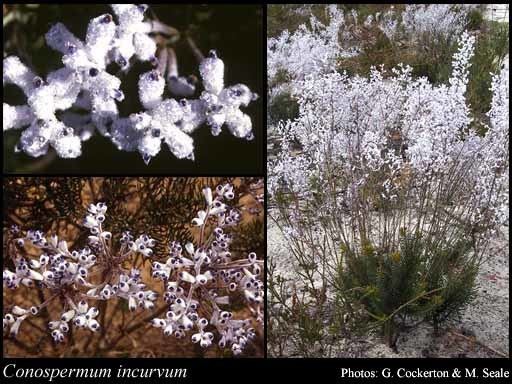 Conospermum Conospermum incurvum Lindl FloraBase Flora of Western Australia