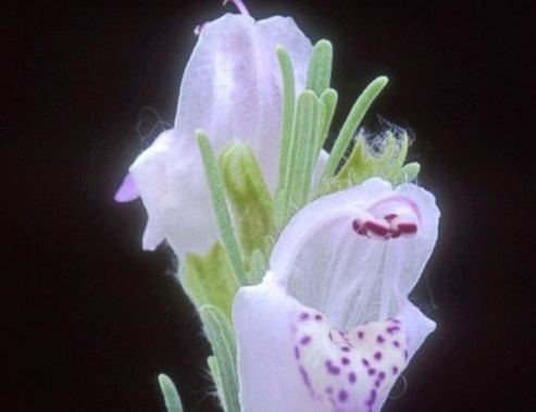 Conradina brevifolia httpsuploadwikimediaorgwikipediacommons22