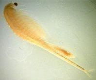 Conservancy fairy shrimp httpsuploadwikimediaorgwikipediacommonscc