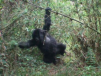 Conservation in Uganda