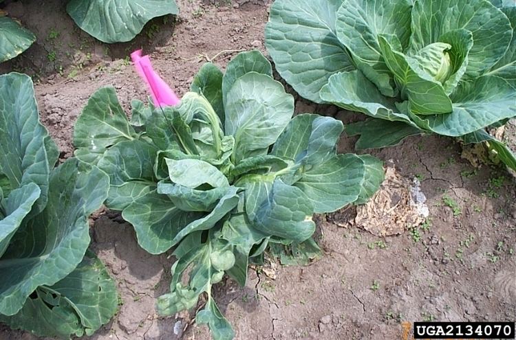 Contarinia nasturtii swede midge Contarinia nasturtii on cabbage Brassica oleracea
