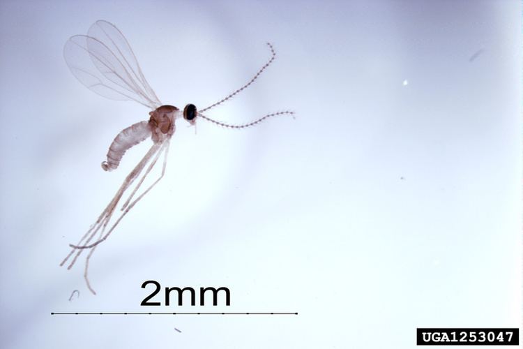 Contarinia nasturtii swede midge Contarinia nasturtii Diptera Cecidomyiidae 1253047