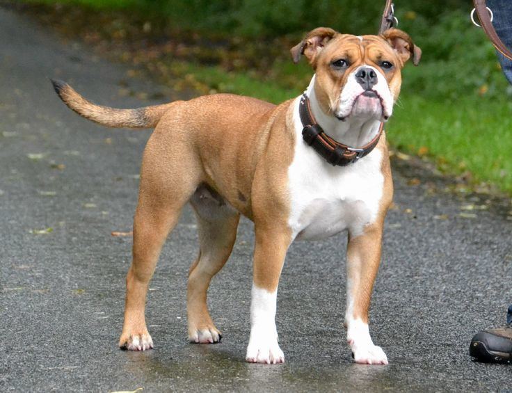 Continental Bulldog Alchetron The Free Social Encyclopedia