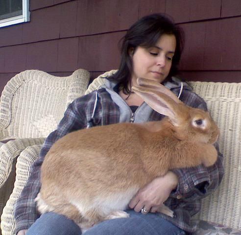 Continental Giant rabbit Continental Giant Flemish Giant Rabbits California meat pen 4H
