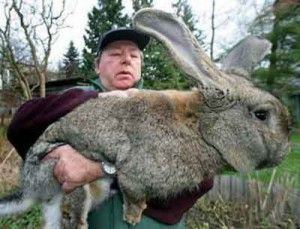 Continental Giant rabbit Biggest Continental Giant Rabbit breed rabbits Pinterest The o