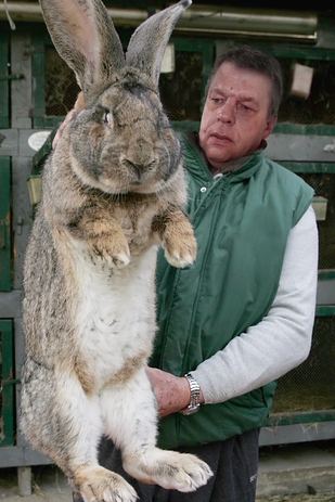 Continental Giant rabbit The Real Giant Rabbits That Inspired Peter Jackson For quotThe Hobbit