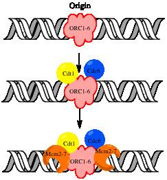 Control of chromosome duplication