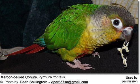 Conure Conures as Pets Is a Conure Right for Your Family