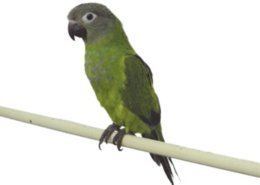 Conure Conure Bird amp Green Cheek Conure Care Petco