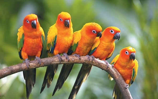 Conure Conures Cuddly Colorful Companion Parrots