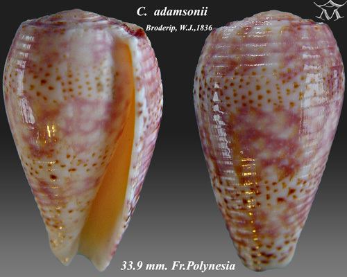 Conus adamsonii