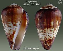 Conus africanus httpsuploadwikimediaorgwikipediacommonsthu