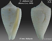 Conus alabaster httpsuploadwikimediaorgwikipediacommonsthu