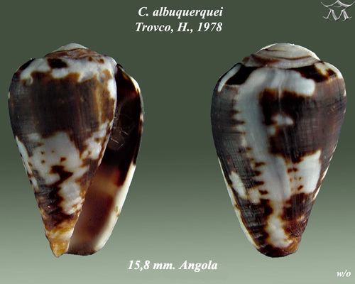 Conus albuquerquei