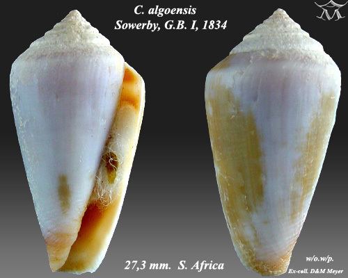 Conus algoensis