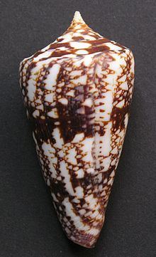 Conus amadis httpsuploadwikimediaorgwikipediacommonsthu
