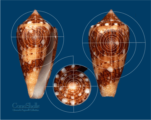 Conus ammiralis Spira Solaris ArchytasMirabilis Part IVd2c