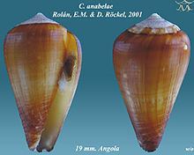 Conus anabelae httpsuploadwikimediaorgwikipediacommonsthu