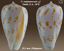 Conus andamanensis httpsuploadwikimediaorgwikipediacommonsthu