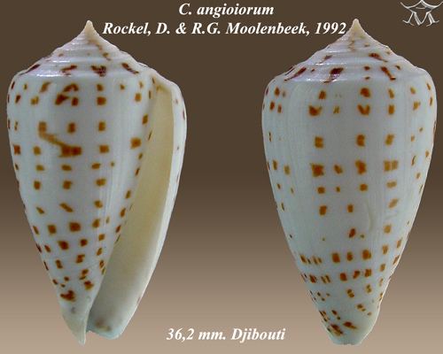 Conus angioiorum