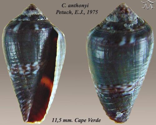 Conus anthonyi